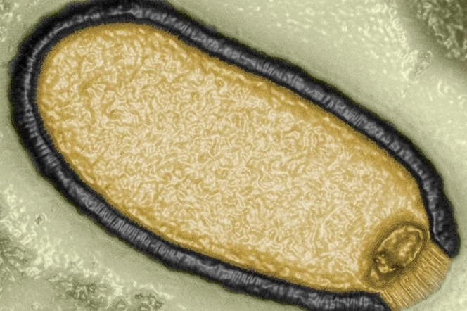 des français ressuscitent un virus vieux de 50 000 ans