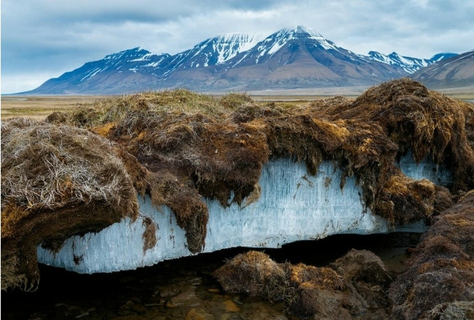 Des scientifiques font renaitre un vers congelé depuis 46 000 ans