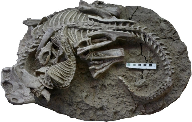 La mortelle étreinte fossilisée entre un dinosaure et un mammifère surprend par ses détails