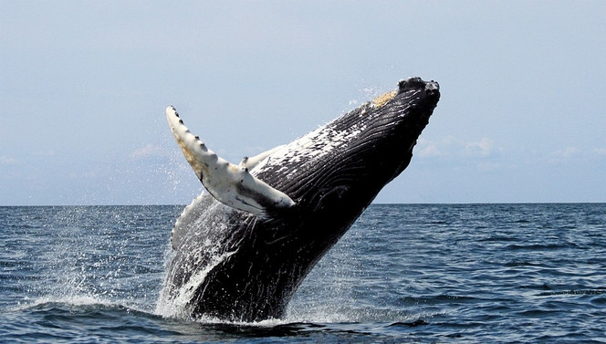 Des chercheurs ont réussi à "parler" avec une baleine