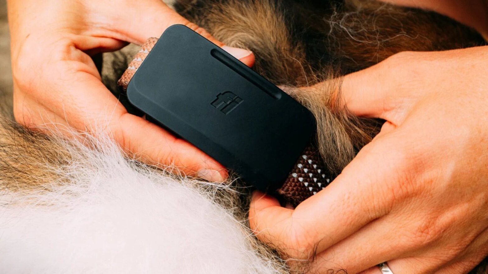 Grâce à Starlink, ce collier connecté peut retrouver votre chien depuis l’espace